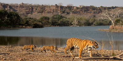 ranthambore national park